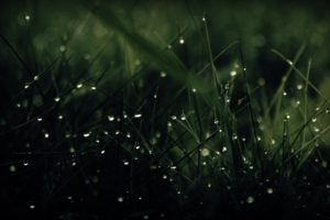 green, Grass, Dew, Drops
