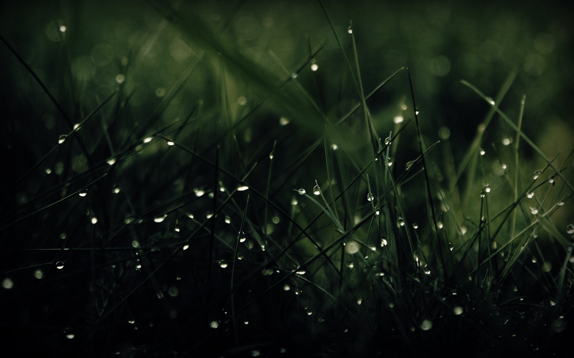 green, Grass, Dew, Drops Wallpaper