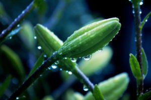 water, Drop, Plant, Macro, Drops, Rain, Bokeh, Macro