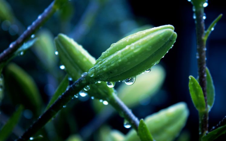 water, Drop, Plant, Macro, Drops, Rain, Bokeh, Macro HD Wallpaper Desktop Background