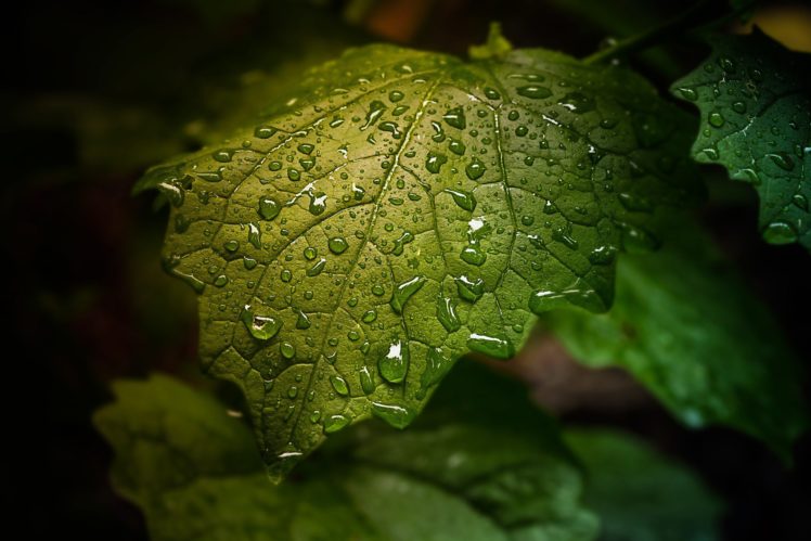 water, Drop, Leaf, Nature, Drops, Rain, Bokeh HD Wallpaper Desktop Background