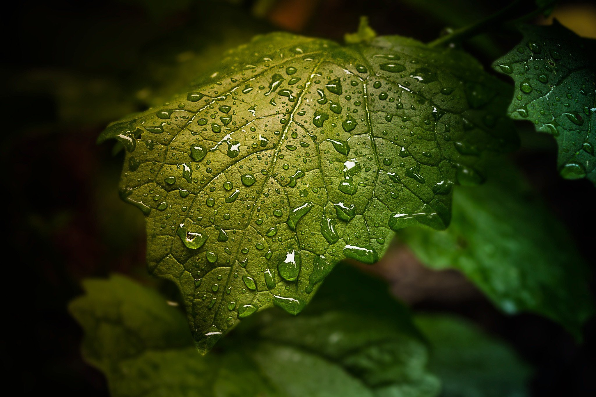 water, Drop, Leaf, Nature, Drops, Rain, Bokeh Wallpapers HD / Desktop ...