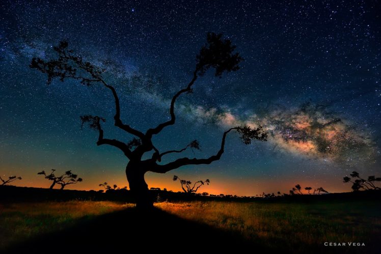 glow, Shadow, Exposure, Night, Milky, Way, Tree, Landscape, Stars, Space, Sky HD Wallpaper Desktop Background