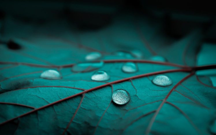 rain, Drops, Leaf, Leaves, Bokeh, Macro Wallpapers HD / Desktop and Mobile  Backgrounds