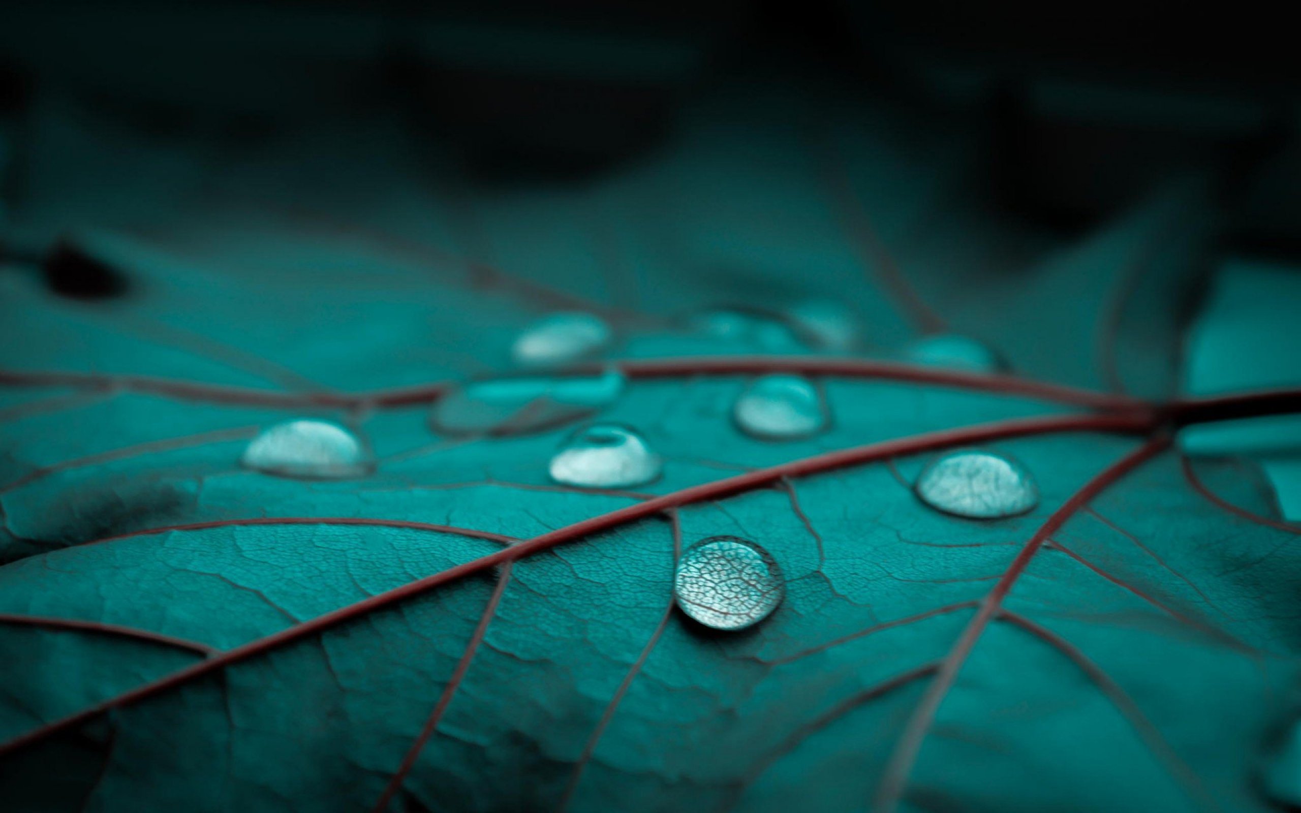 Rain Drops Leaf Leaves Bokeh Macro Wallpapers Hd Desktop And Mobile Backgrounds