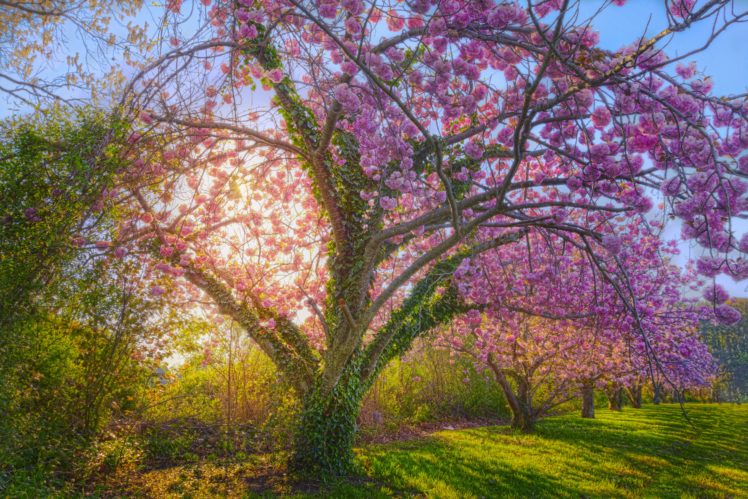 sunshine, Spring, Cherry, Blossom, Blossom, Cherry, Tree, Tree HD Wallpaper Desktop Background