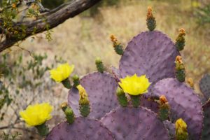 cactus, Flower, Bokeh, Desert, Plant, Nature, Landscape