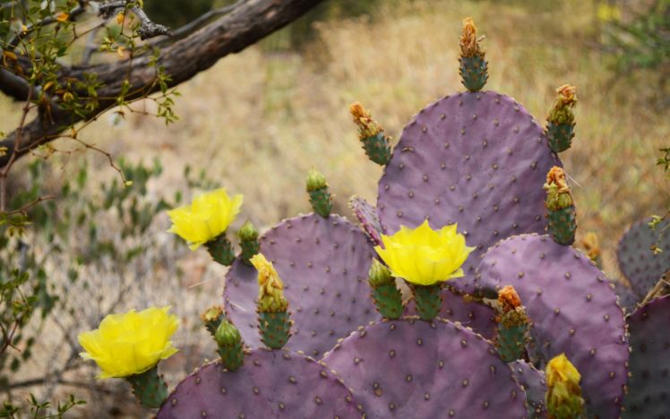 cactus, Flower, Bokeh, Desert, Plant, Nature, Landscape HD Wallpaper Desktop Background