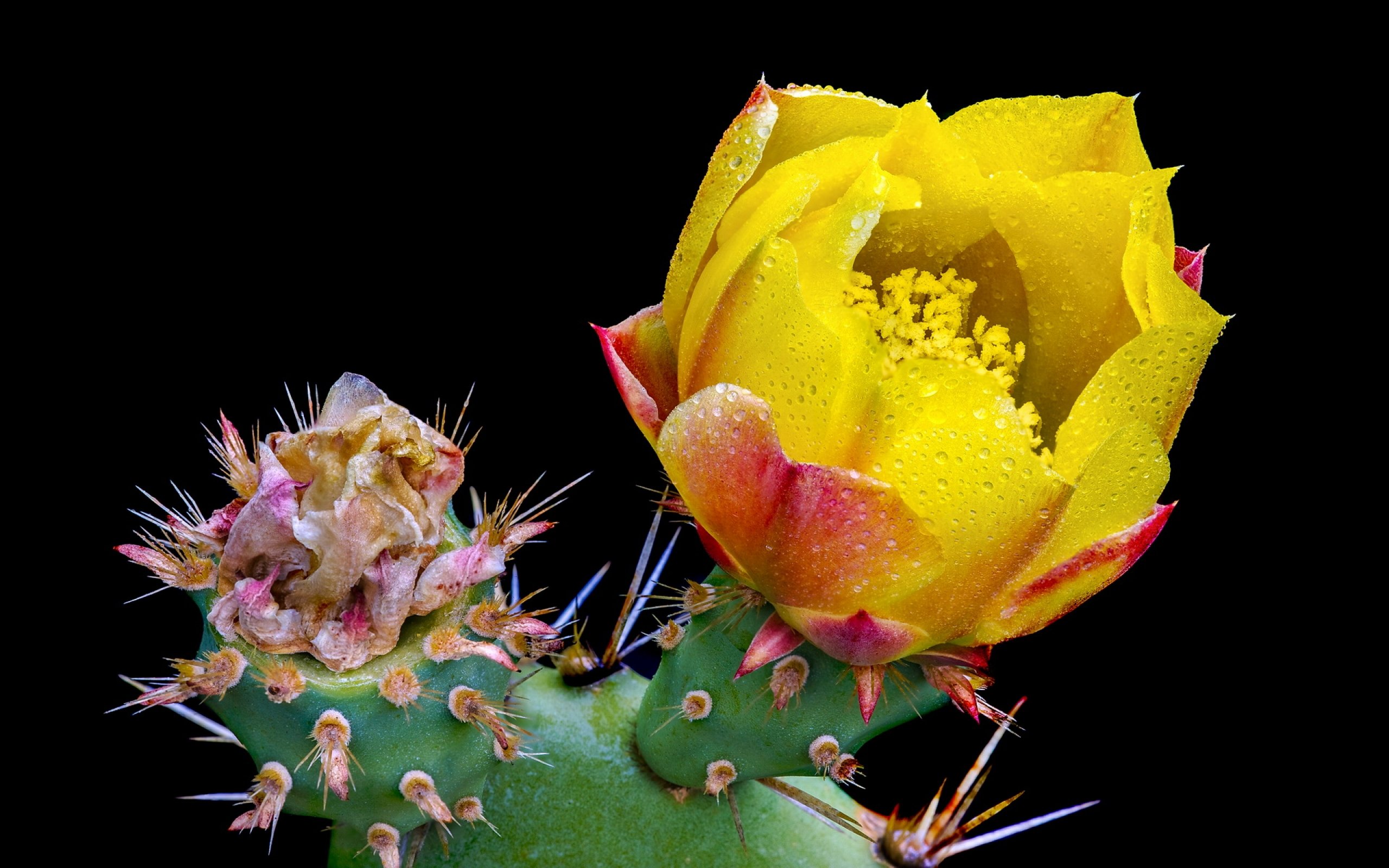 cactus, Flower, Bokeh, Desert, Plant, Nature, Landscape, Drops Wallpaper