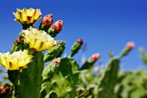 cactus, Flower, Bokeh, Desert