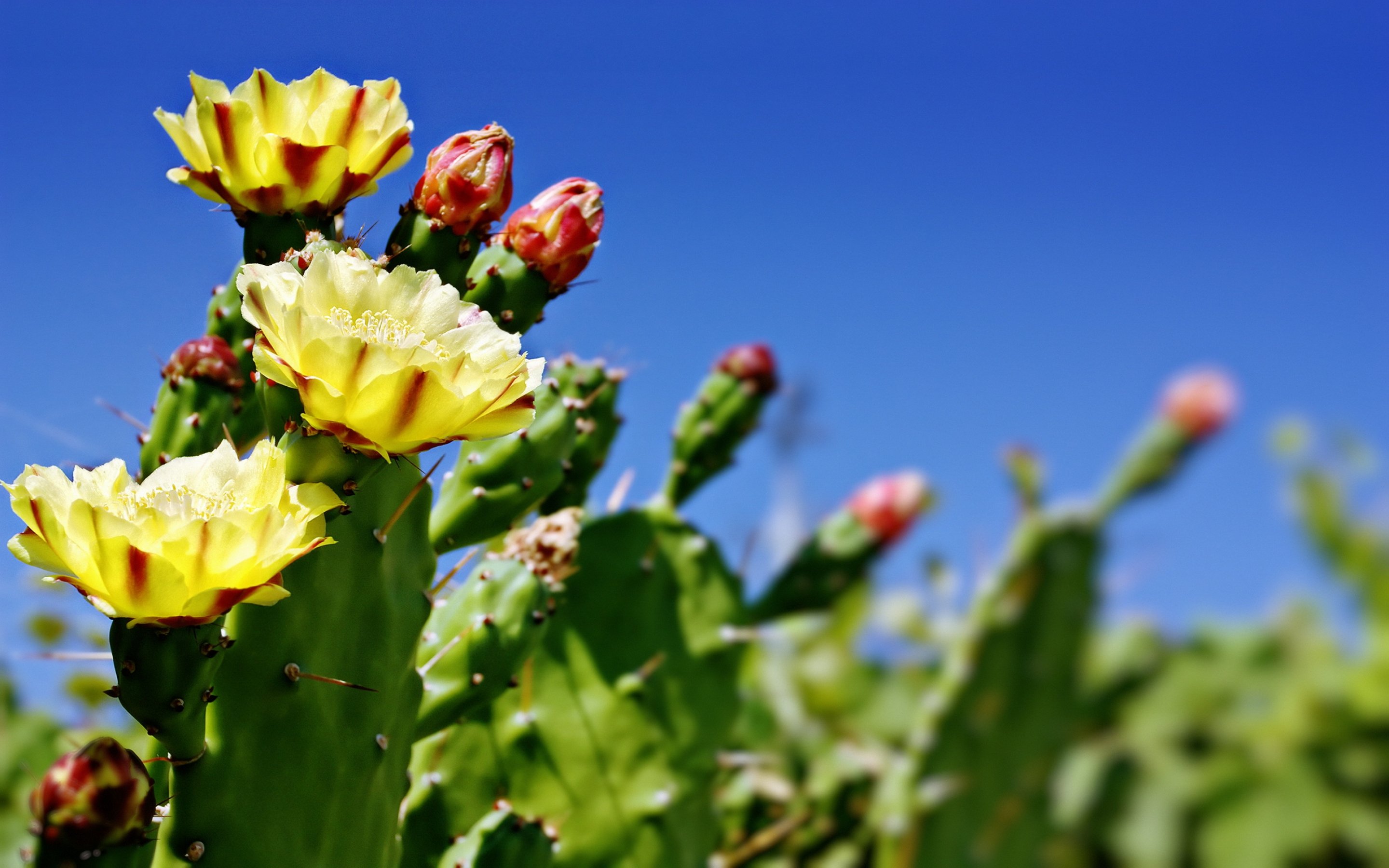 cactus, Flower, Bokeh, Desert Wallpaper