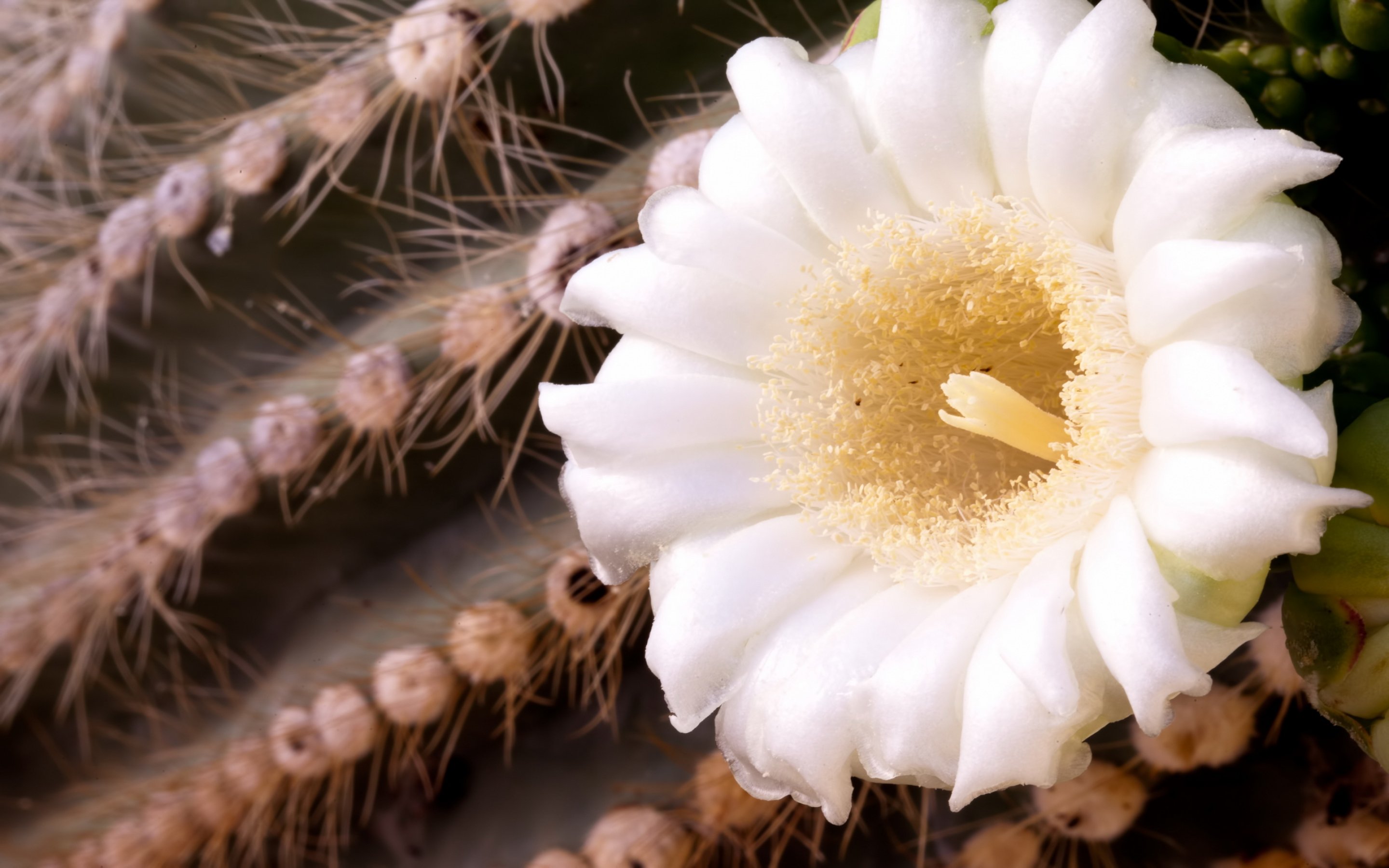 Cactus Flower Bokeh Desert Plant Nature Landscape Wallpapers Hd