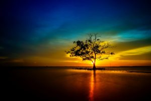 tree, Lonely, Sunset, Sunrise, Landscape, Nature, Sun, Reflection