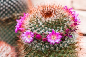 cactus, Flower, Bokeh, Desert, Plant, Nature, Landscape