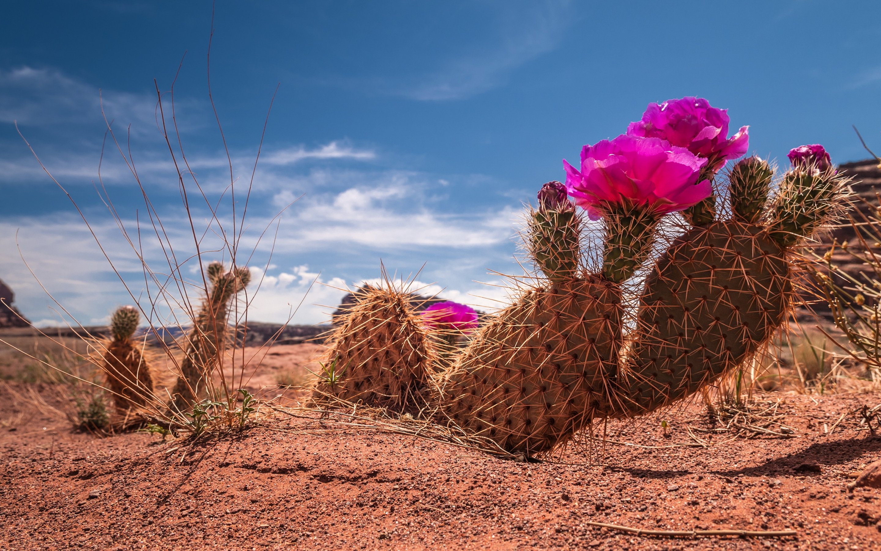 cactus, Flower, Bokeh, Desert, Plant, Nature, Landscape Wallpaper