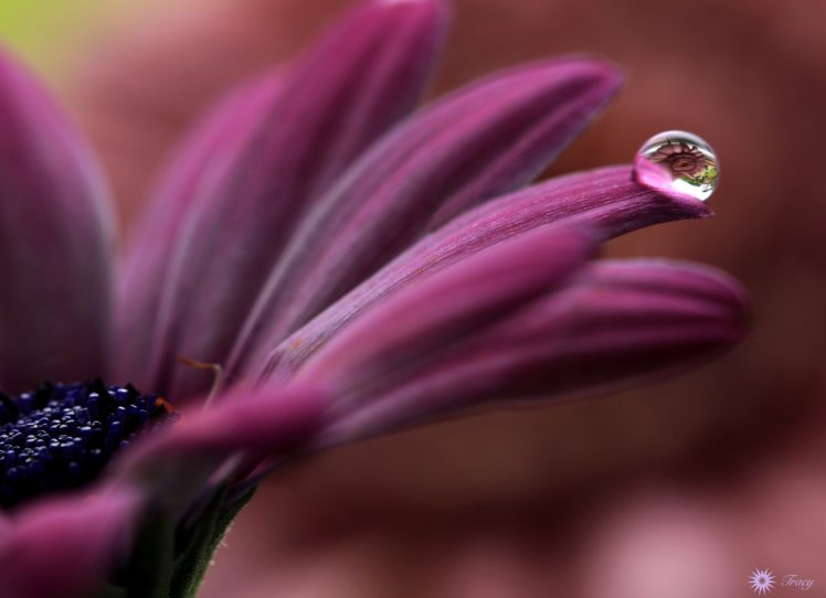 bokeh, Petal, Macro, Drops, Marguerite, Daisy, Marguerite HD Wallpaper Desktop Background