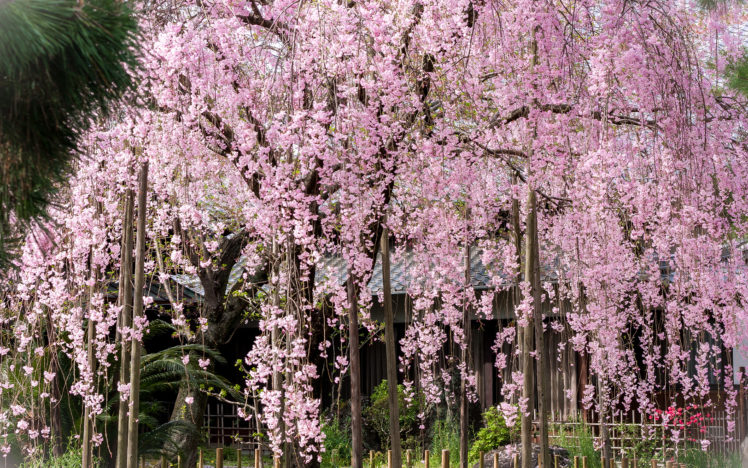 cherry, Blossom, Flowers, Tree, Pink HD Wallpaper Desktop Background
