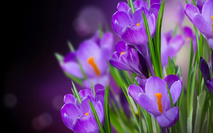 crocus HD Wallpaper Desktop Background