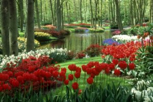 tulips, Daffodils, Ornamental, Lake, Trees, Garden, Netherlands, Beauty