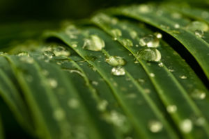 macro, Green, Leaves, Water, Drops