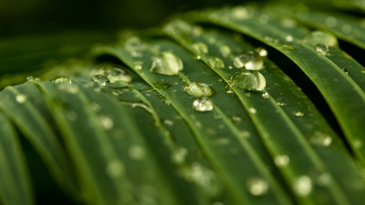 macro, Green, Leaves, Water, Drops HD Wallpaper Desktop Background