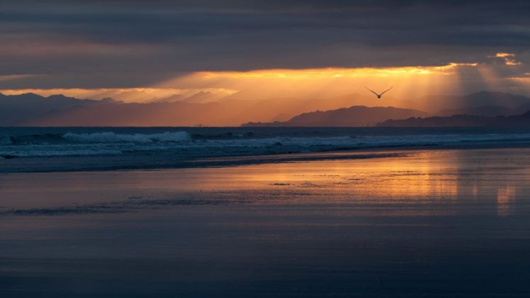 bird, Beach, Ocean, Sunlight HD Wallpaper Desktop Background