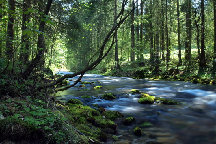 rivers, Forests, Stones, Salzach, Austria, Moss, Trees, Nature HD Wallpaper Desktop Background