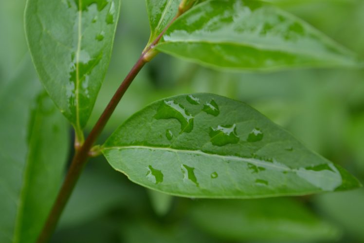 plants, Water, Droplets HD Wallpaper Desktop Background
