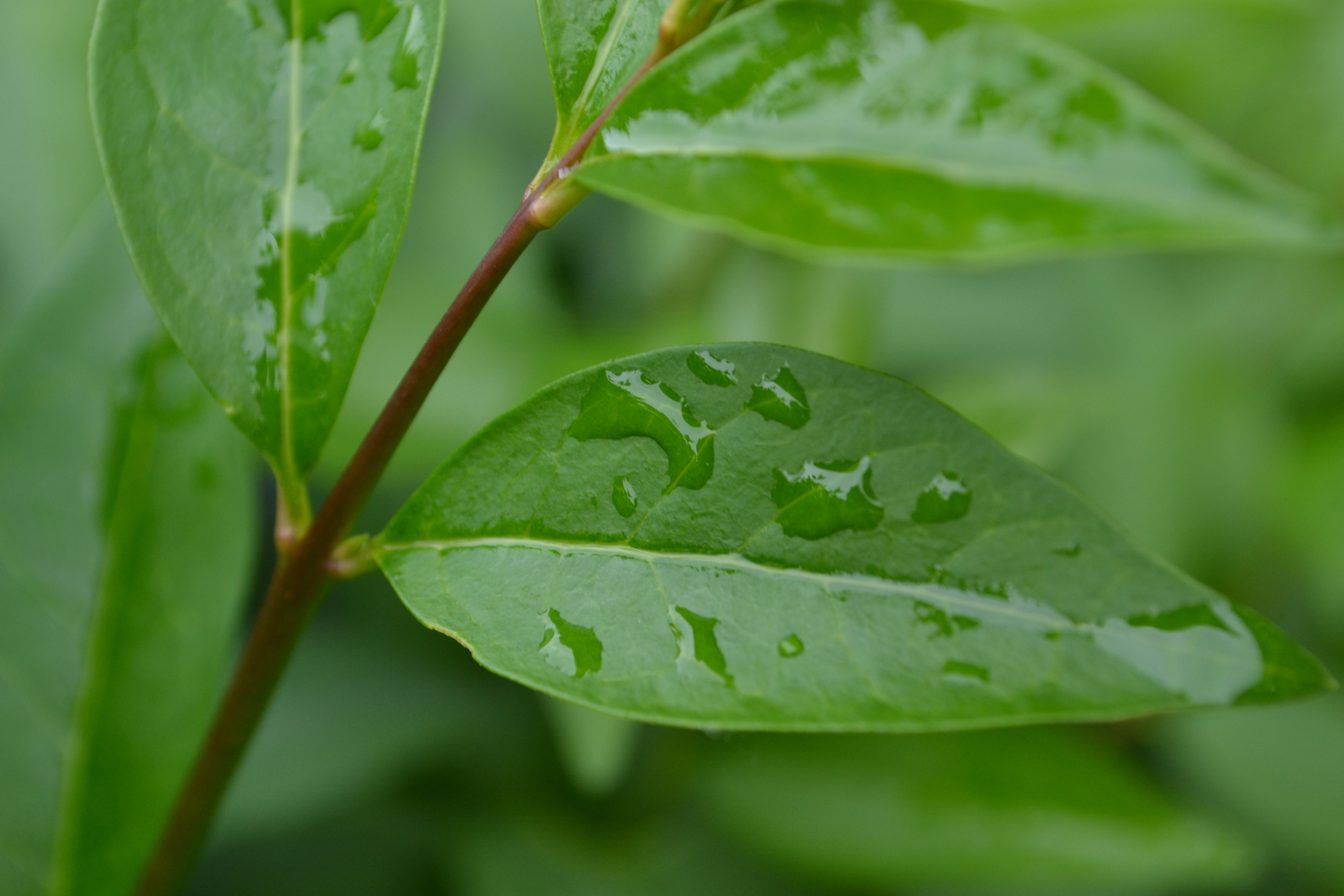 plants, Water, Droplets Wallpaper