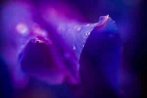 flower, Purple, Lilac, Violet, Drops, Dew, Close up, Petals, Macro