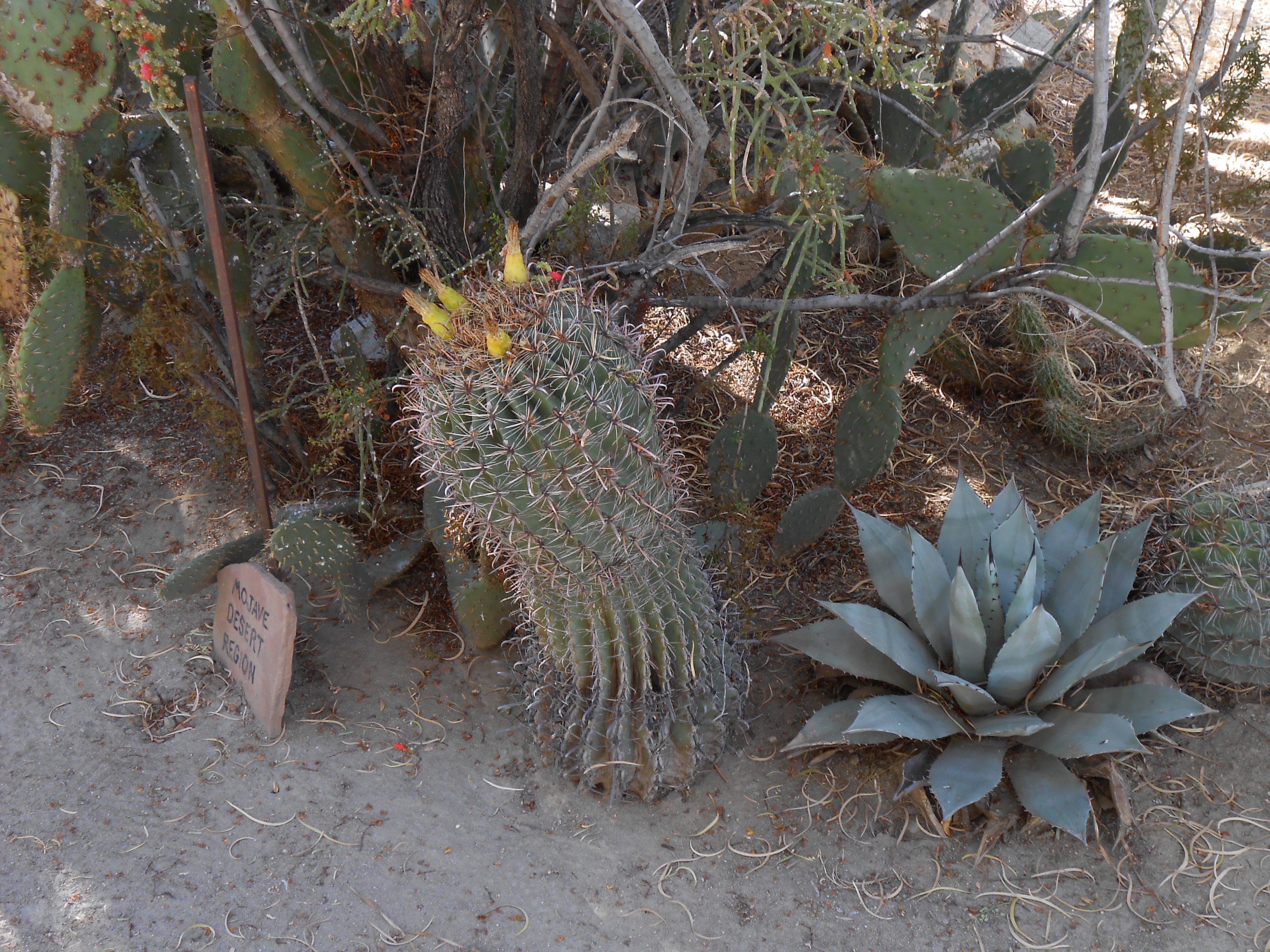 palm, Springs, Ca, Botanical, Garden Wallpaper