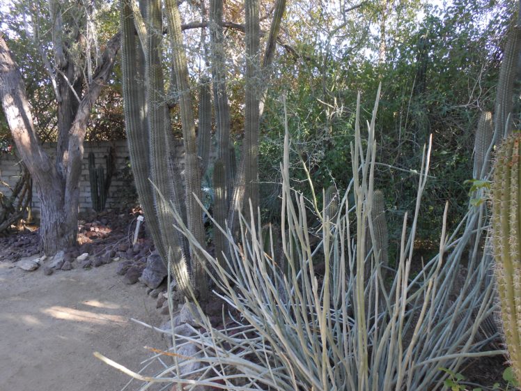 palm, Springs, California, Botanical, Garden HD Wallpaper Desktop Background