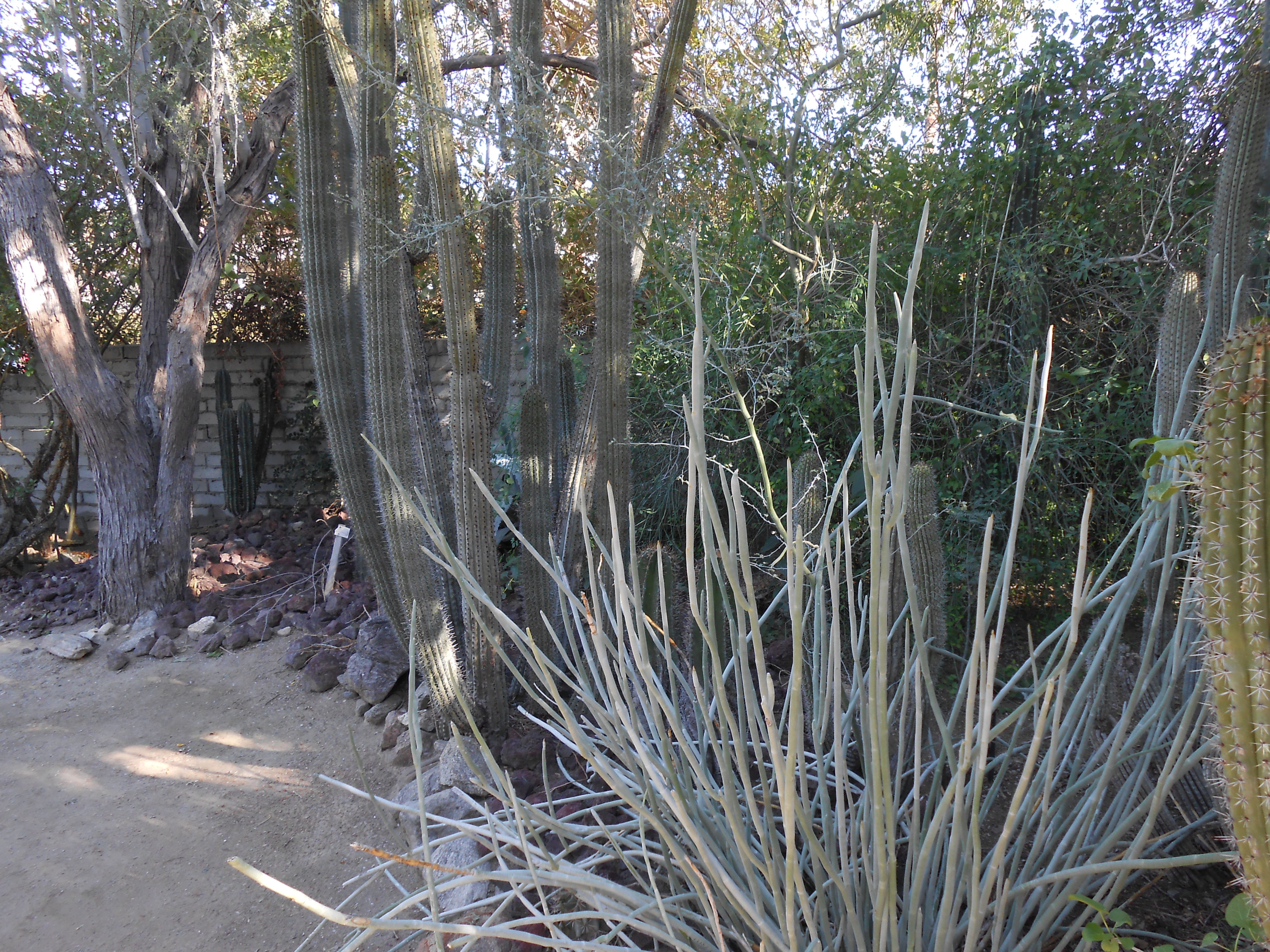 palm, Springs, California, Botanical, Garden Wallpaper