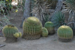 palm, Springs, California, Botanical, Garden