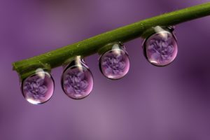 stem, Drops, Dew, Flowers, Reflection, Macro, Purple, Background