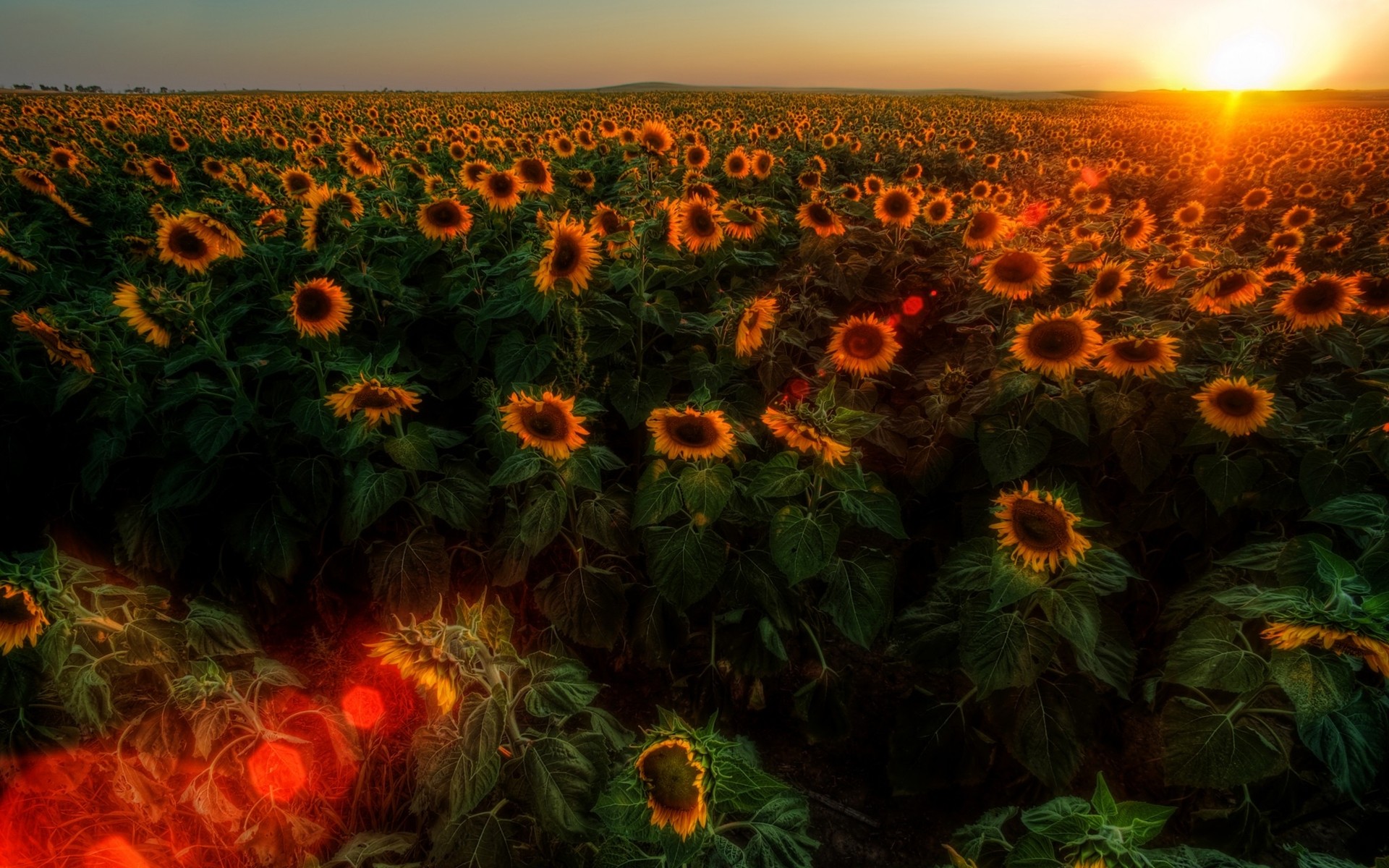 sunset, Sunrise, Landscapes, Nature, Flowers, Fields, Sunflowers Wallpaper