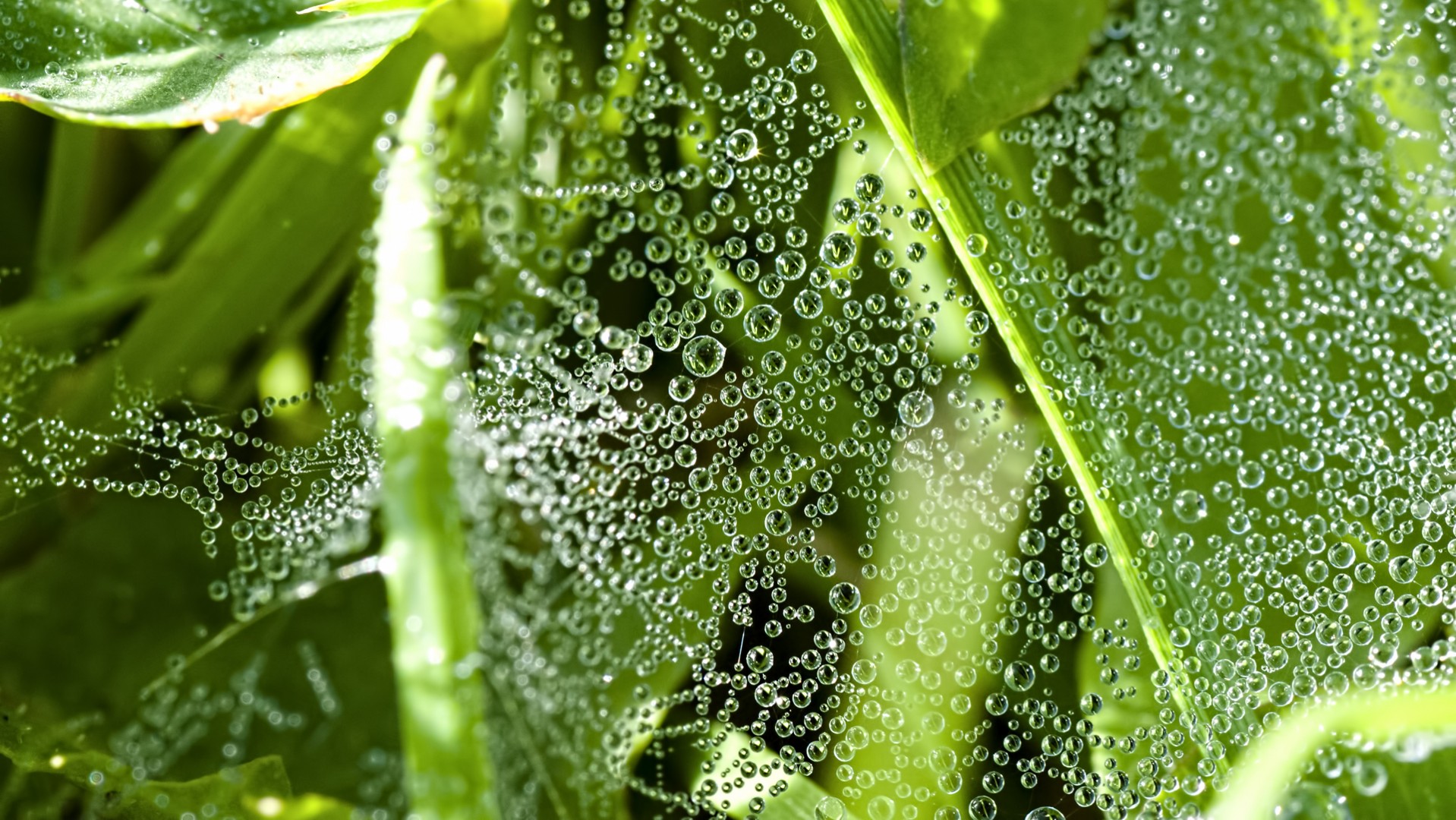 droplets, Drops, Spider, Web, Webs, Water, Dew Wallpaper