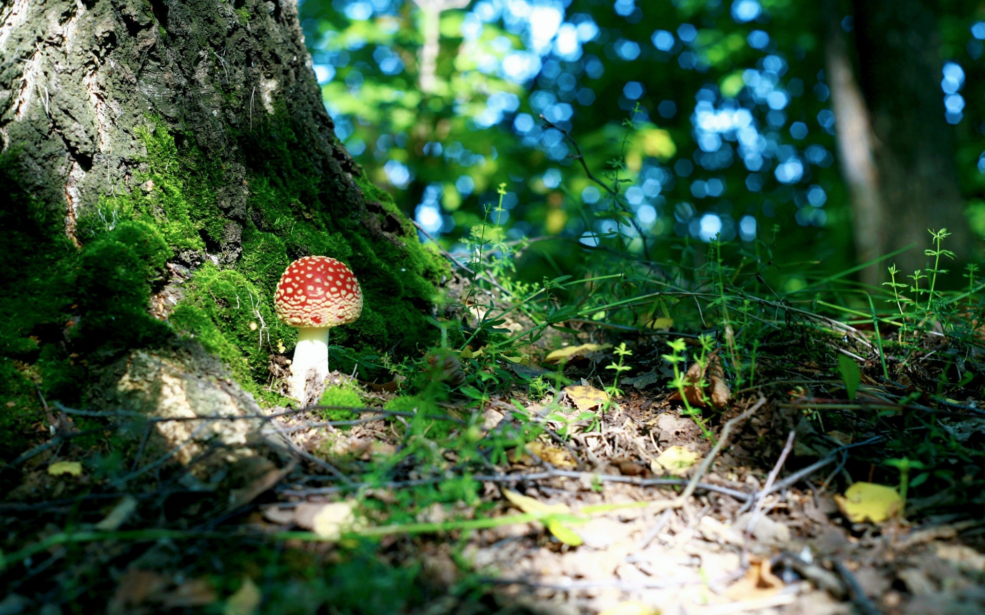 forest, Trees, Foliage, Green, Moss, Mushroom, Mushroom, Macro Wallpaper