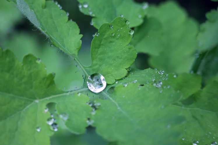leaves, Drop, Water, Rain, Macro, Celandine HD Wallpaper Desktop Background