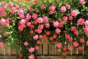 beauty, Nature, Beautiful, Flower, Pink, Rose, Garden, Spring