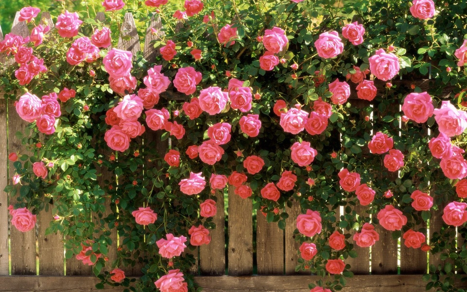 beauty, Nature, Beautiful, Flower, Pink, Rose, Garden, Spring Wallpaper