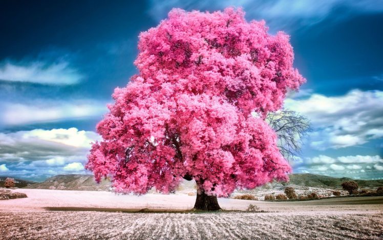 sky, Clouds, Pink, Summer, Beauty, Beautiful, Tree, Nature, Landscape HD Wallpaper Desktop Background