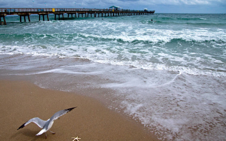 bridge, Seagull, Ocean, Coast, Sea, Beach, Beaches, Pier, Dock HD Wallpaper Desktop Background