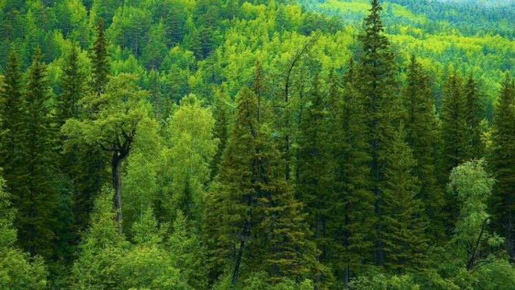 nature, Autumn, Season, Siberia, Tree, Trees, Forest, Green, Landscapes HD Wallpaper Desktop Background