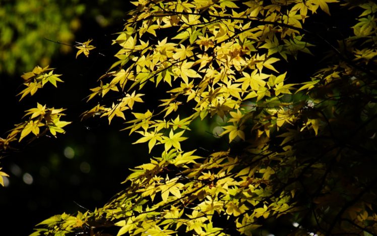 tree, Maple, Leaves, Foliage, Crown, Green, Light, Shadow, Trees, Leaf HD Wallpaper Desktop Background