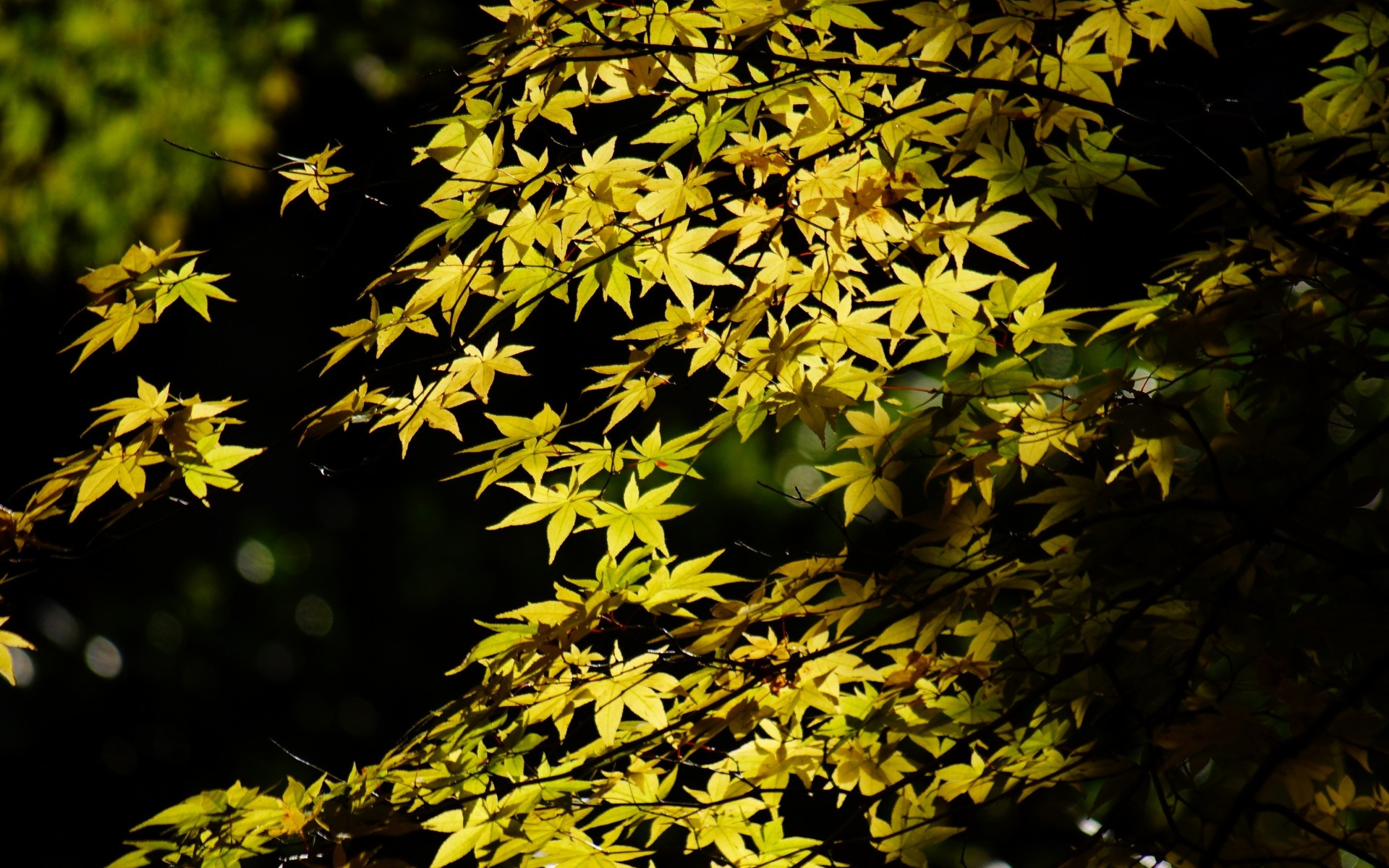 tree, Maple, Leaves, Foliage, Crown, Green, Light, Shadow, Trees, Leaf Wallpaper
