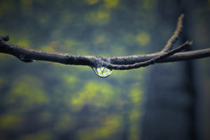 water, Nature, Forest, Water, Drops, Macro