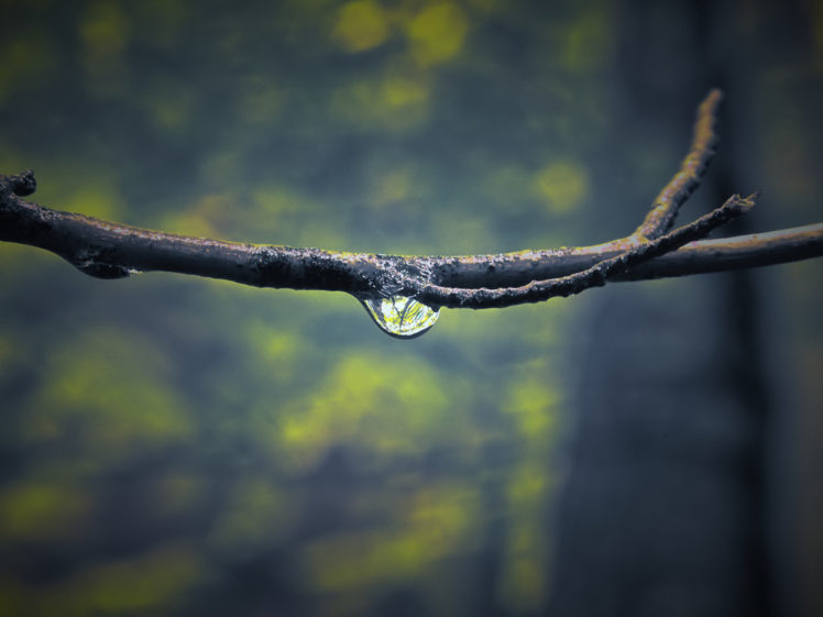water, Nature, Forest, Water, Drops, Macro HD Wallpaper Desktop Background