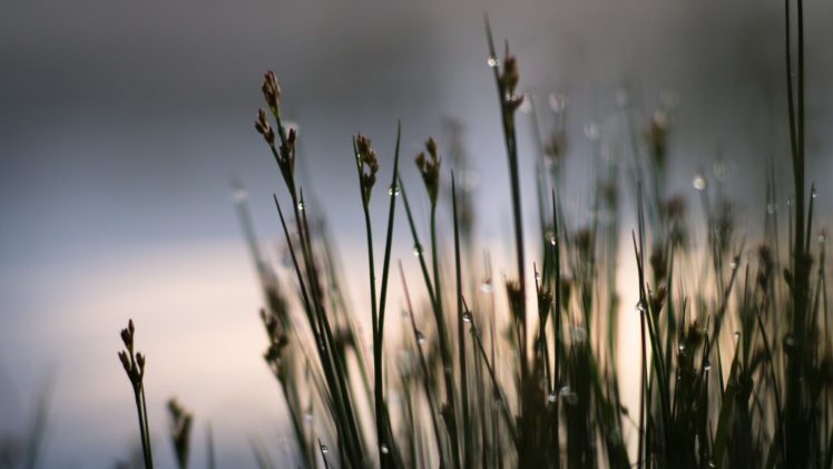 water, Grass, Plants, Lakes, Drops HD Wallpaper Desktop Background