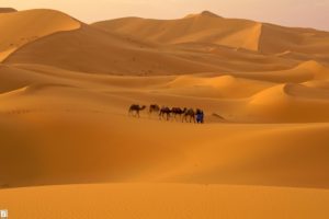 caravana, Camellos, Desierto, Sahara